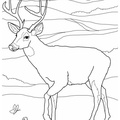 Deer_Coloring_Pages_081.jpg