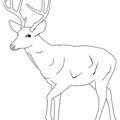 Deer Coloring Pages 083