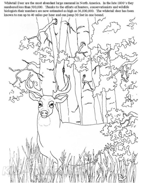 Deer_Coloring_Pages_089.jpg