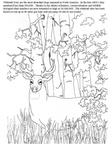 Deer Coloring Pages 089