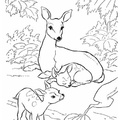 Deer Family Coloring Book Page