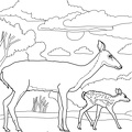 Deer_Family_Coloring_Pages_010.jpg