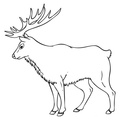 Elk Coloring Book Page