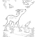 Fawn_Coloring_Pages_027.jpg