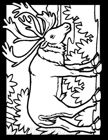 Reindeer_Caribou_Coloring_Pages_021.jpg