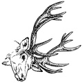 Reindeer_Caribou_Coloring_Pages_032.jpg