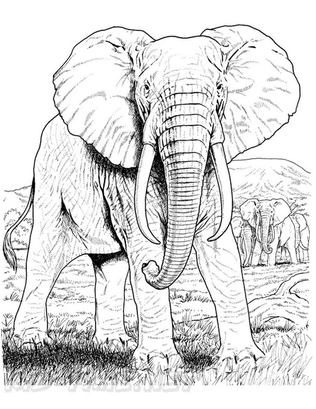 Realistic_Elephant_Coloring_Pages_010.jpg