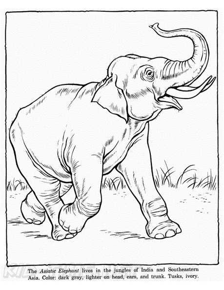Realistic_Elephant_Coloring_Pages_013.jpg