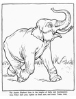 Realistic Elephant Coloring Book Page