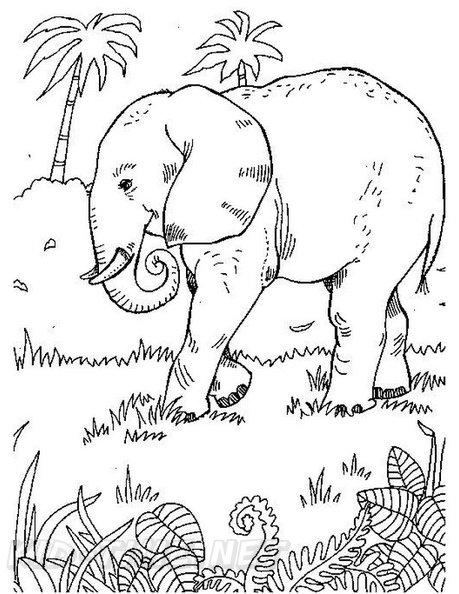 Realistic_Elephant_Coloring_Pages_017.jpg