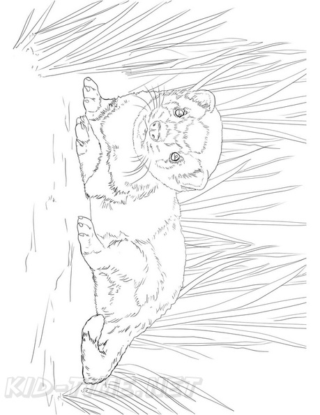 Ferret_Coloring_Pages_002.jpg