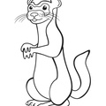 Ferret_Coloring_Pages_007.jpg