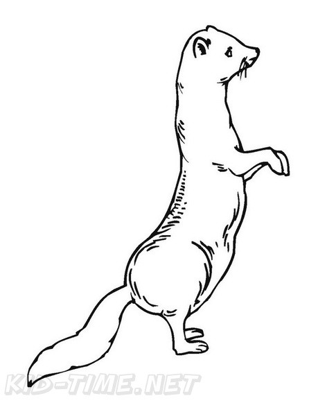 Ferret_Coloring_Pages_011.jpg