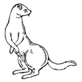 Ferret_Coloring_Pages_013.jpg