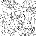 Fox Coloring Book Page