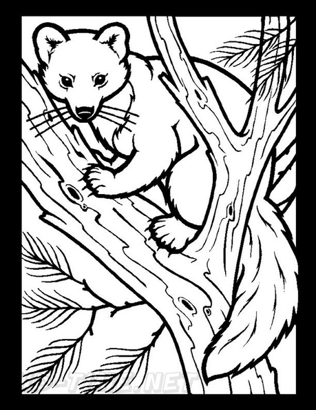 Fox_Coloring_Pages_039.jpg