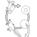 Frog_Lifecycle_Coloring_Pages_003.jpg