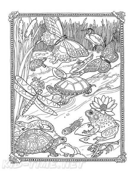Realistic_Frog_Coloring_Pages_004.jpg