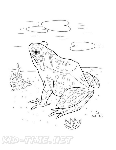 Realistic_Frog_Coloring_Pages_005.jpg