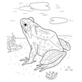 Realistic_Frog_Coloring_Pages_005.jpg