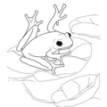 Realistic Frog Coloring Book Page
