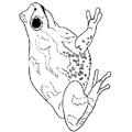 Realistic_Frog_Coloring_Pages_013.jpg