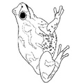 Realistic_Frog_Coloring_Pages_018.jpg