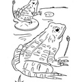 Realistic_Frog_Coloring_Pages_023.jpg