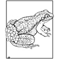 Realistic_Frog_Coloring_Pages_025.jpg