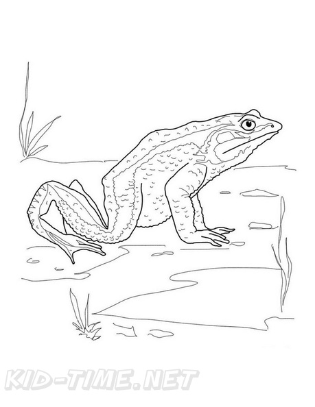 Realistic_Frog_Coloring_Pages_028.jpg