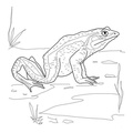 Realistic_Frog_Coloring_Pages_028.jpg