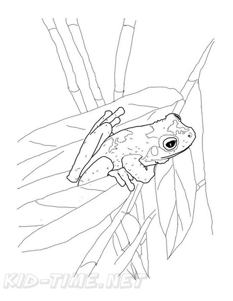 Realistic_Frog_Coloring_Pages_029.jpg