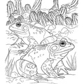 Realistic_Frog_Coloring_Pages_037.jpg