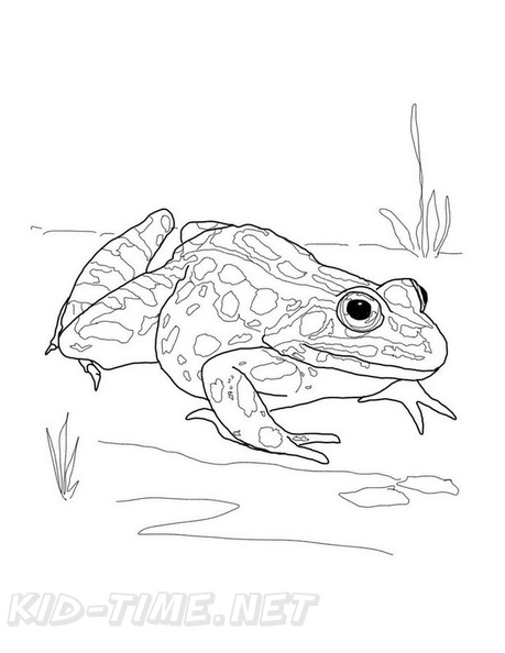 Realistic_Frog_Coloring_Pages_041.jpg