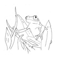 Realistic_Frog_Coloring_Pages_055.jpg