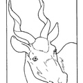 Gazelle_Coloring_Pages_001.jpg