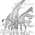 Realistic_Giraffe_Coloring_Pages_007.jpg