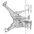 Realistic_Giraffe_Coloring_Pages_009.jpg