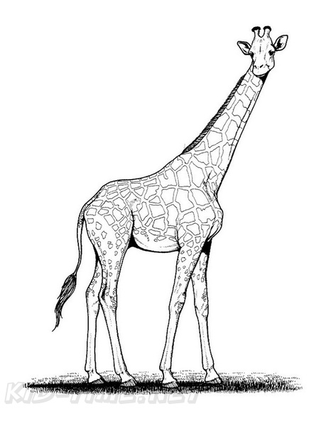 Realistic_Giraffe_Coloring_Pages_012.jpg