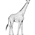 Realistic_Giraffe_Coloring_Pages_012.jpg