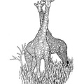 Realistic_Giraffe_Coloring_Pages_018.jpg
