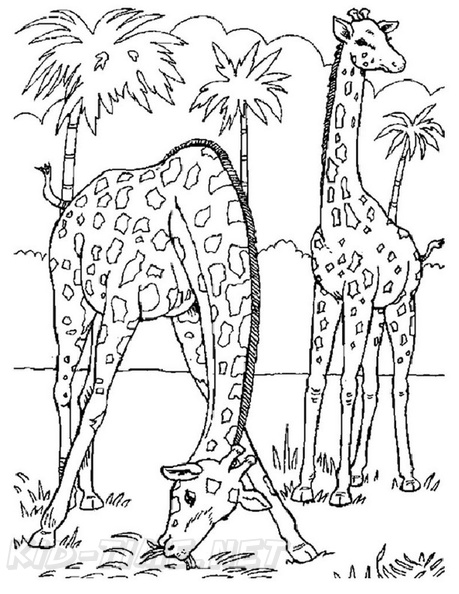 Realistic_Giraffe_Coloring_Pages_025.jpg