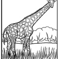 Realistic_Giraffe_Coloring_Pages_029.jpg