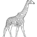 Realistic_Giraffe_Coloring_Pages_034.jpg