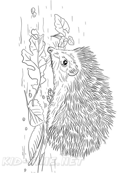 Hedgehog_Coloring_Pages_060.jpg