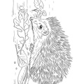 Hedgehog_Coloring_Pages_060.jpg