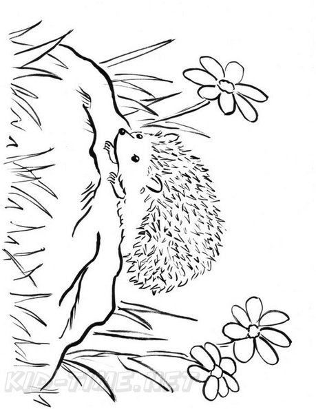 Hedgehog_Coloring_Pages_068.jpg