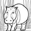 Hippo_Coloring_Pages_069.jpg