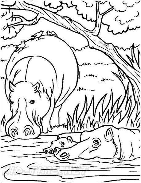 Realistic Hippopotamus Hippo Coloring Book Page | Free Coloring Book
