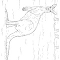 Realistic Kangaroo Coloring Book Page